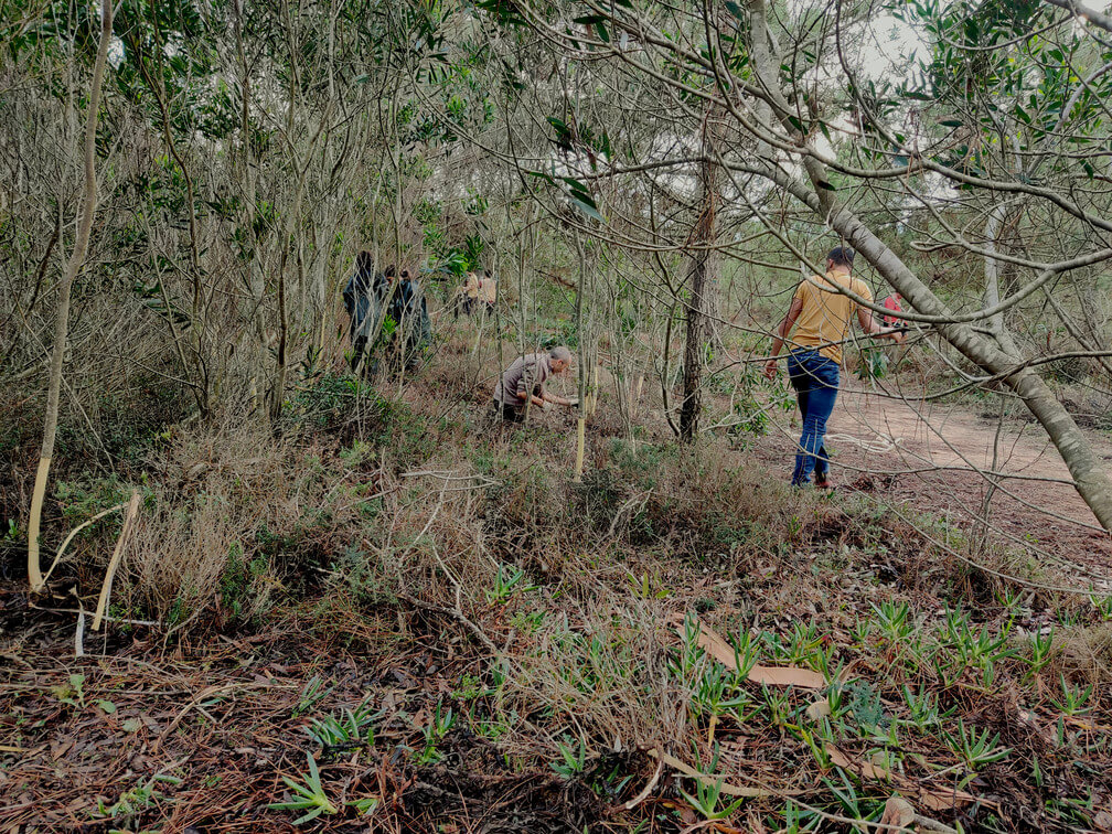 Acção de conservação e educação ambiental nos Zimbrais dos Alteirinhos