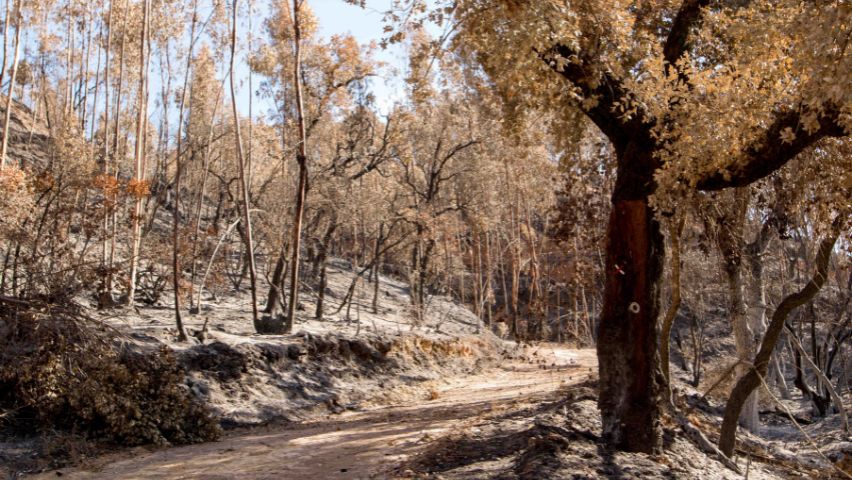 incêndio agosto 2023 odemira
